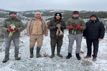 Eskişehir Hayvanat Bahçesi Tedavi Ettiği Yaban Kuşlarını Doğaya Bıraktı