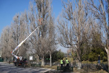 Sazova Bilim Kültür ve Sanat Parkı’nda Seyreltme ve Gençleştirme Çalışmaları Sürüyor
