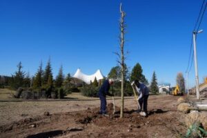 Sazova Parkı’nda Uzun Ömürlü Çınar Ağaçları Toprakla Buluşuyor