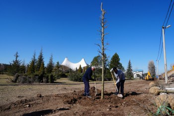 Sazova Parkı’nda Uzun Ömürlü Çınar Ağaçları Toprakla Buluşuyor
