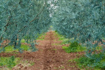 Dorlion Zeytinyağı, Eskişehir Sakarya Vadisi'nden Elde Edilen Başarılarla Kalitesini Kanıtladı